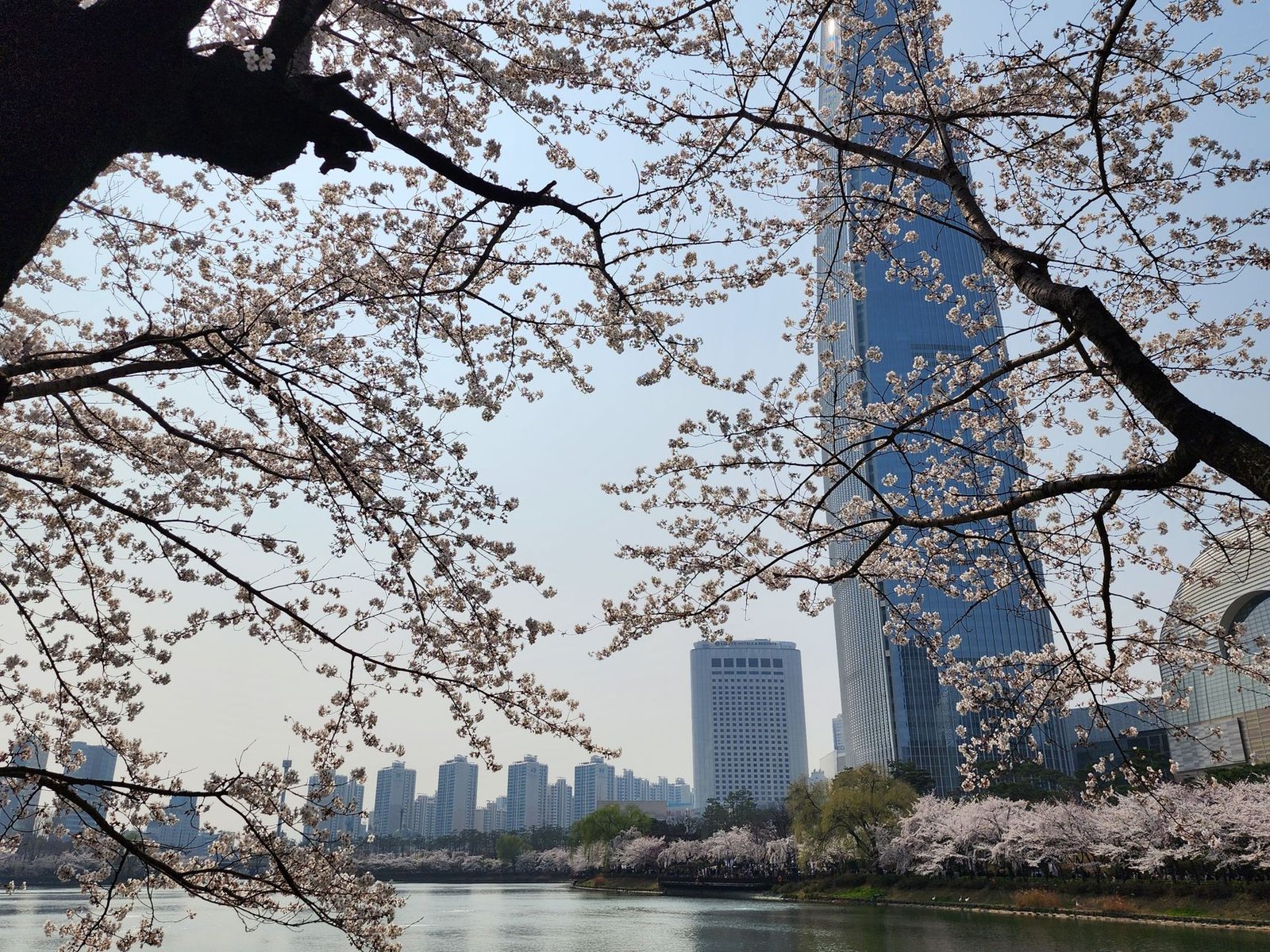 Beautiful cherry blossoms framing Lotte Tower in springtime Seoul skyline Beautiful cherry blossoms framing Lotte Tower in springtime Seoul skyline